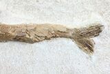 Lower Turonian Fossil Fish - Goulmima, Morocco #76403-2